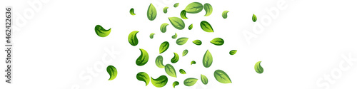 Grassy Leaf Ecology Vector Panoramic White