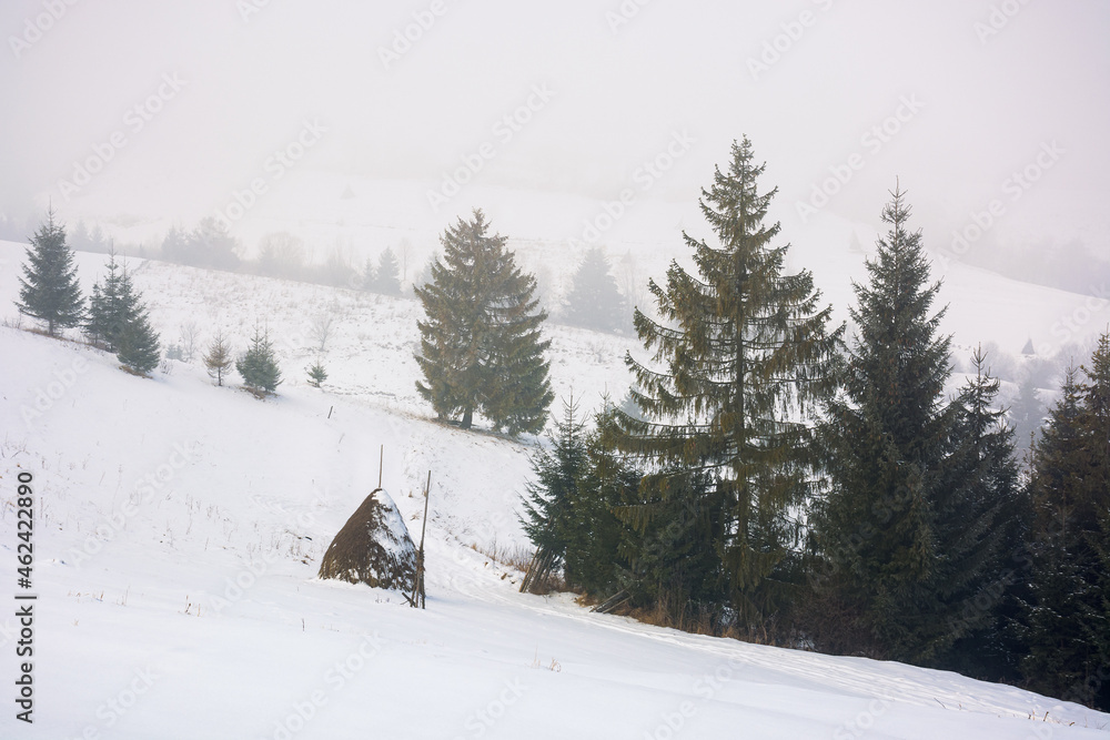 countryside winter scenery on a misty morning. coniferous trees on snow covered hills. mysterious atmosphere