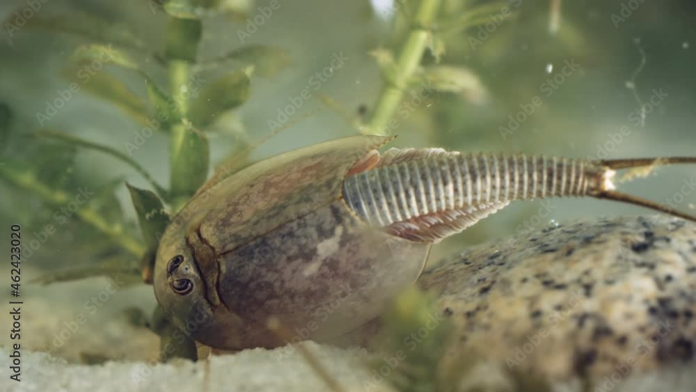 Triops or tadpole shrimp, a living fossil. Oldest living specimen in the world. Triops or tadpole shrimp, a living fossil. Oldest living specimen in the world.