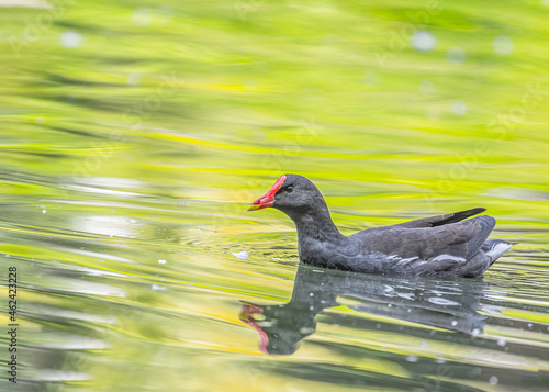 Foto Eurasian Moorhen swimming in lake