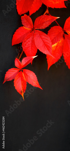 Autumn seasonal background with foliage. Red beautiful leaves of grapes on a black wall surface. Beauty in nature. Wallpaper for desktop, wallpaper for phone
