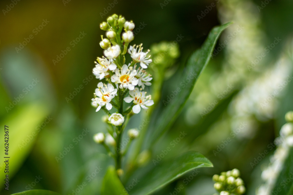 White Prunus flowers on green background in summer in Germany, closeup and selective focus White Prunus flowers on green background in summer in Germany, closeup and selective focus