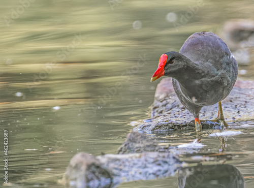 Schilderij op canvas Eurasian Moorhen on a stroll