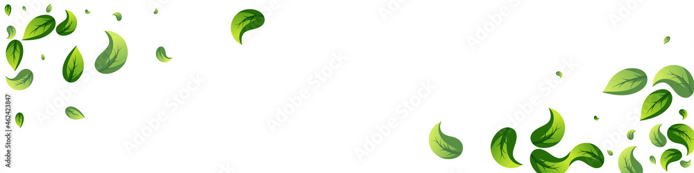 Swamp Leaf Herbal Vector Panoramic White Swamp Leaf Herbal Vector Panoramic White