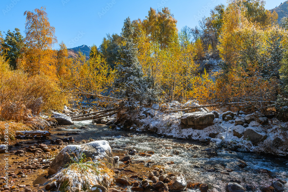 Mountain river and mixed autumn forest after the first snow Mountain river and mixed autumn forest after the first snow