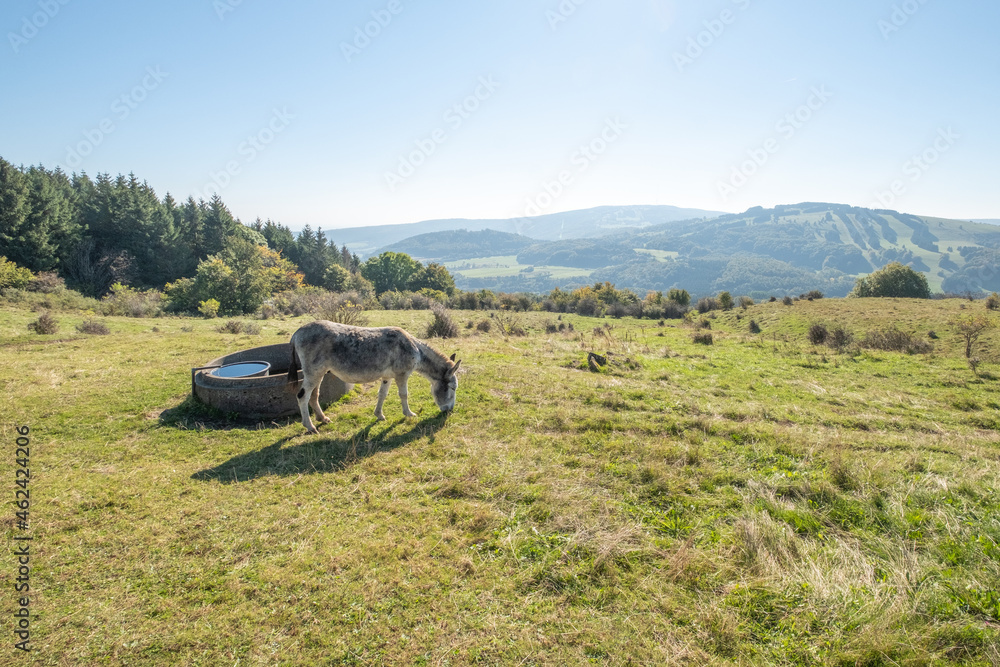Fototapeta premium Esel auf einer Weide am Himmeldunkberg in der bayerischen Rhön