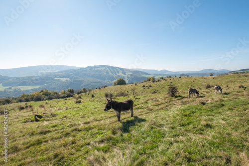 Esel auf einer Weide am Himmeldunkberg in der bayerischen Rhön