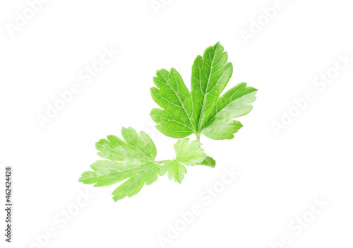 fresh green leaf isolated on white background