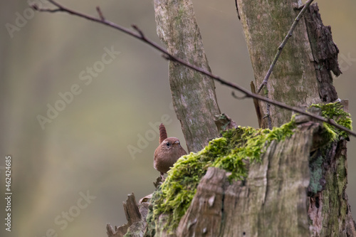 Eurasian wren Troglodytes troglodytes sings like a mature tenor - loud bird singing