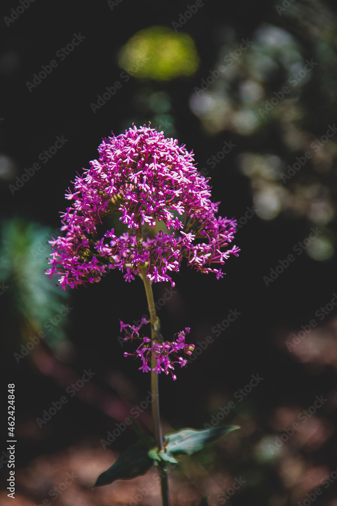 Obraz premium Flor en detalle macro naturaleza colores