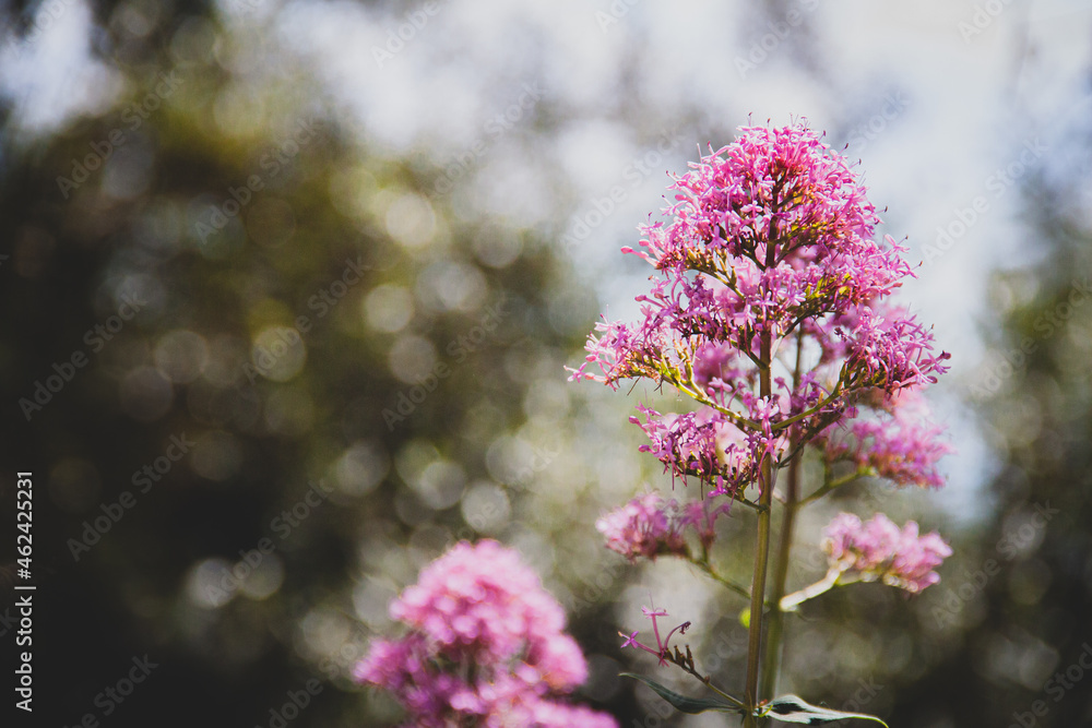 Obraz premium Flor en detalle macro naturaleza colores 