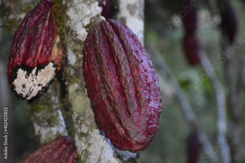 TINGO MARIA, PERU - JUNE 22: A view of the cocoa growers from Naranjillo cooperative in rainforest nearby Tingo Maria in Peru, 2022 photo