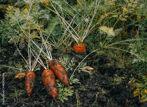 Fresh carrots dug out of the ground. Farming, agricultural industry. Environmentally friendly production of carrots - a source of vitamins. Bio agriculture