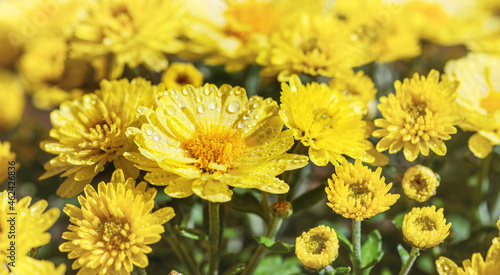 A beautiful garden chrysanthemum is a culture blooming in autumn for landscape gardening.