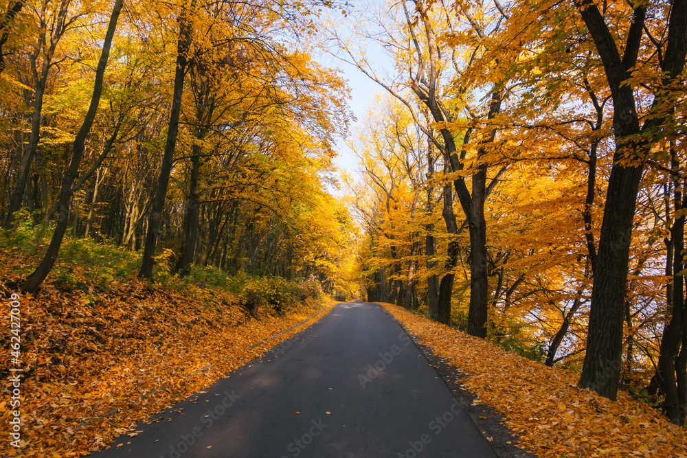 Obraz premium Picturesque view of the autumn road through the forest with sunlight.