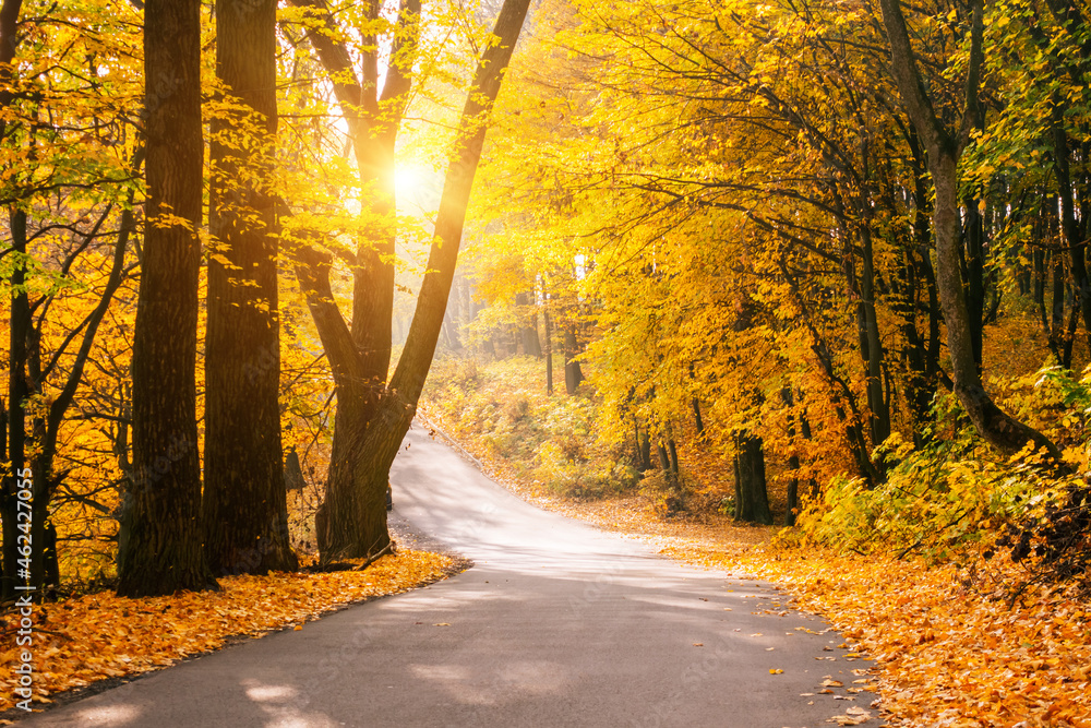 Picturesque view of the autumn road through the forest with sunlight. - obrazy, fototapety, plakaty 