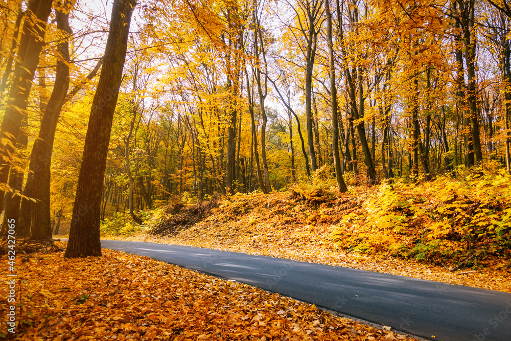 Fototapeta premium Picturesque view of the autumn road through the forest with sunlight.