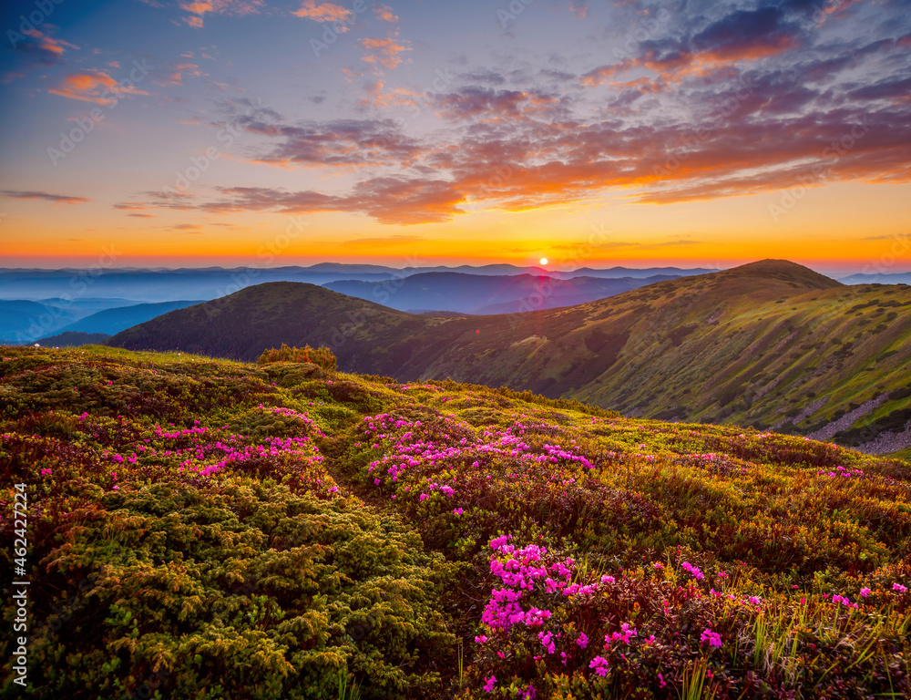 Perfect pink flowers rhododendrons at sunset.