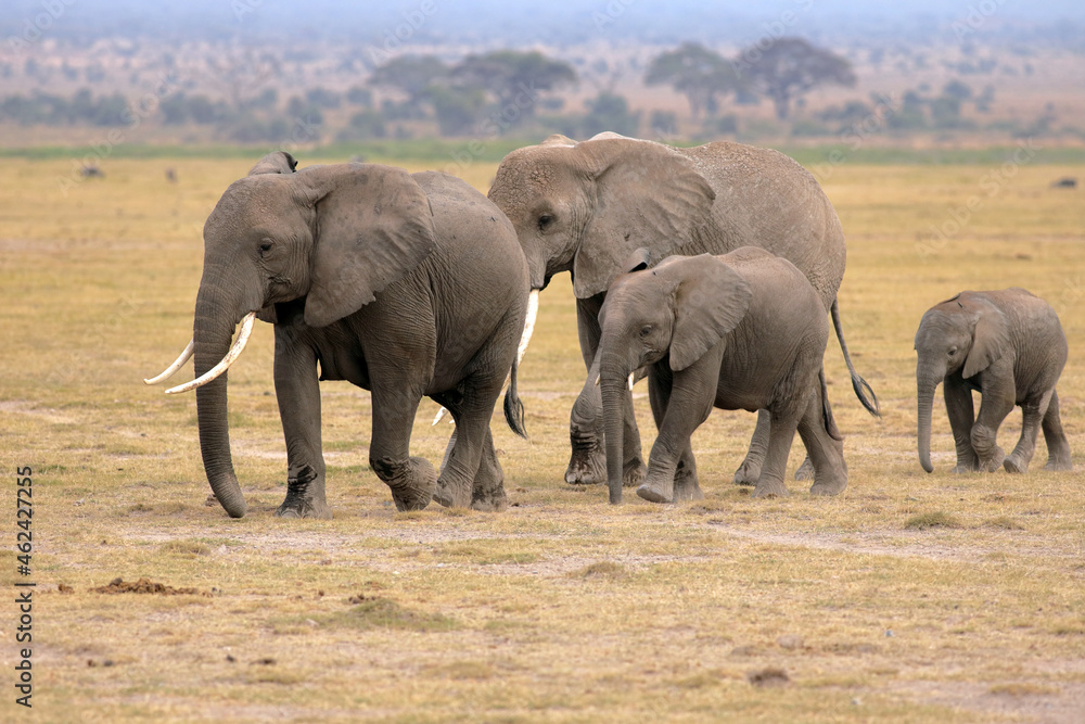 Fototapeta premium Elephant family