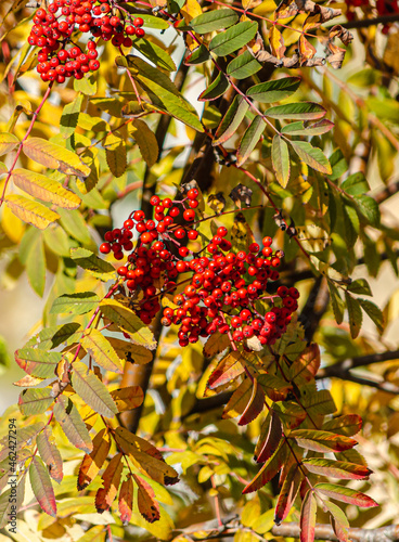 red bunches of mountain ash in the autumn forest, golden autumn, ripe mountain ash, red berries