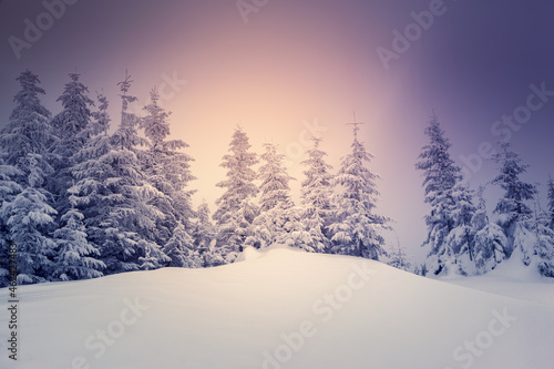 Misty winter landscape with snowy spruces on a frosty day. © Leonid Tit