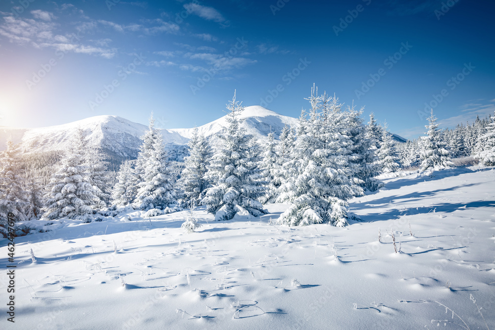 White winter spruces in snow on a frosty day. Location place Carpathian mountains, Ukraine.
