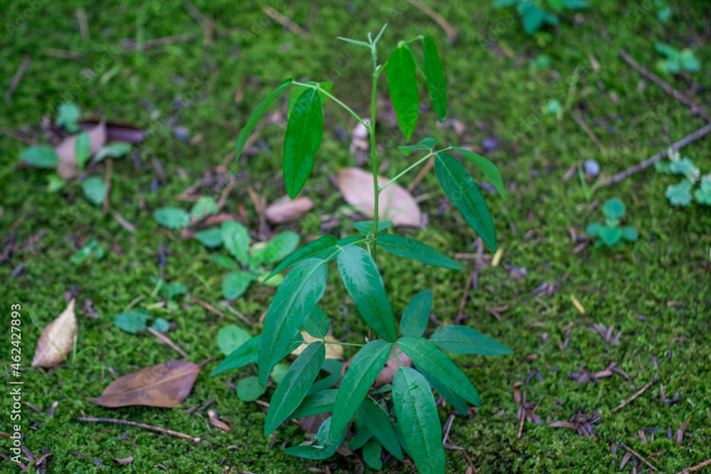 葉 葉