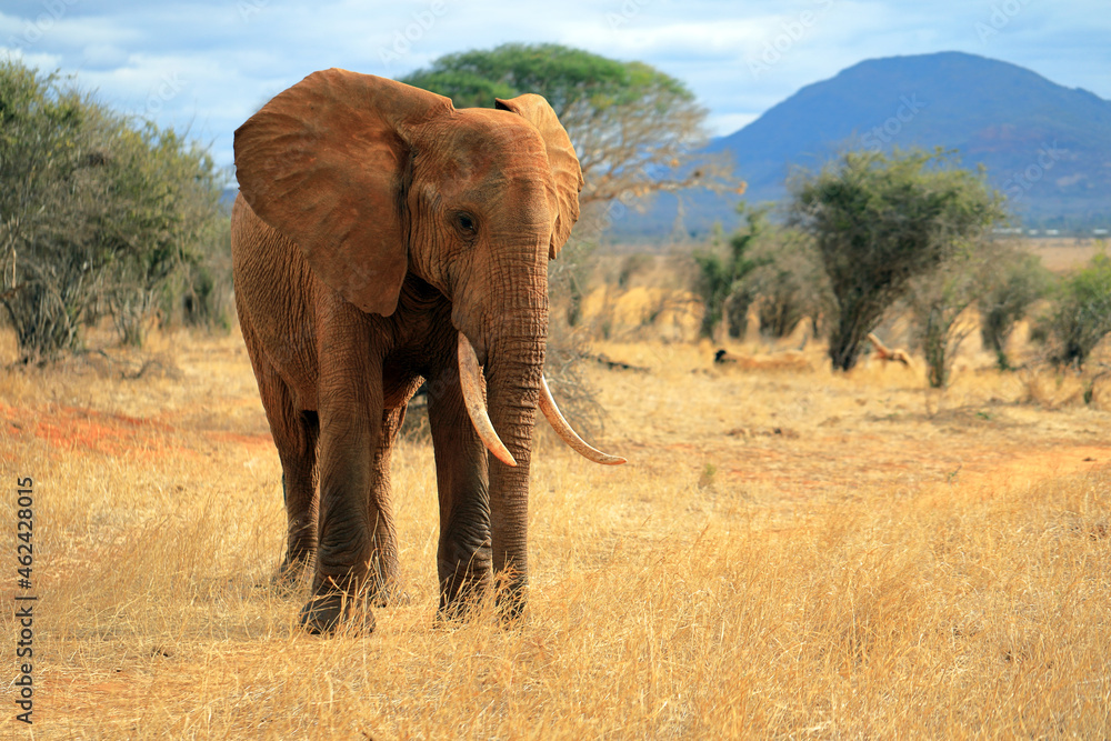Lonely male elephant- red elephants of tsavo 