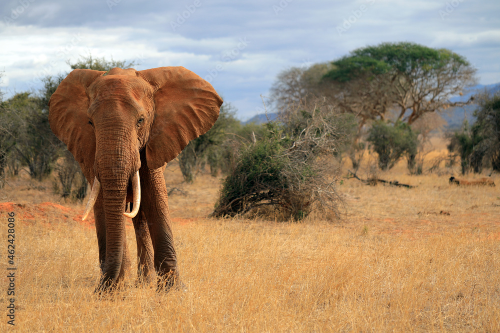Fototapeta premium lonely male elephant- red elephants of tsavo 
