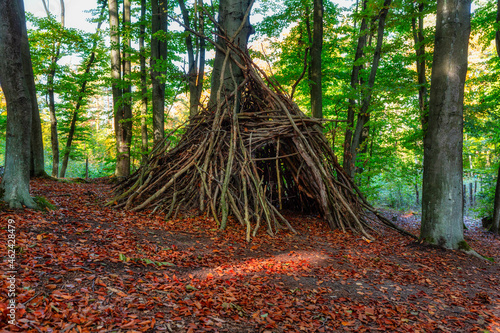 Beautiful scenery of a sunny forest during autumn in Poland