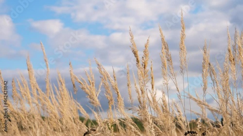 Field during summer, slow motion, low angle