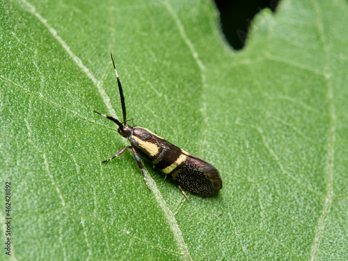 Nocturnal small moth. Dasycera oliviella.      photo