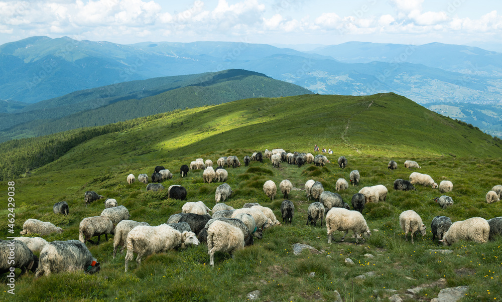Obraz premium A herd of white sheep in the mountains. Beautiful mountain landscape view.