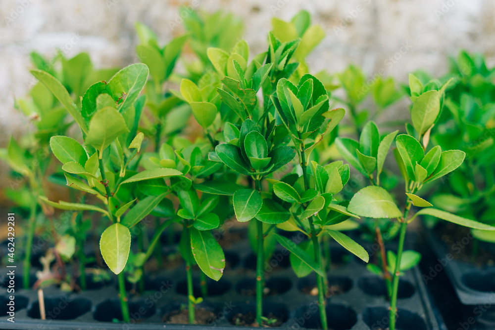 Small green baby plants or baby trees growing in multiple pot. Small green baby plants or baby trees growing in multiple pot.