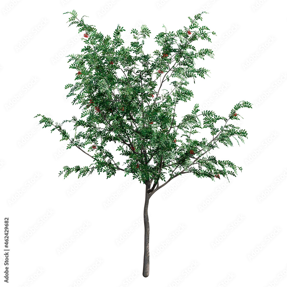 Obraz premium 3D Rendering Rowan Tree on White