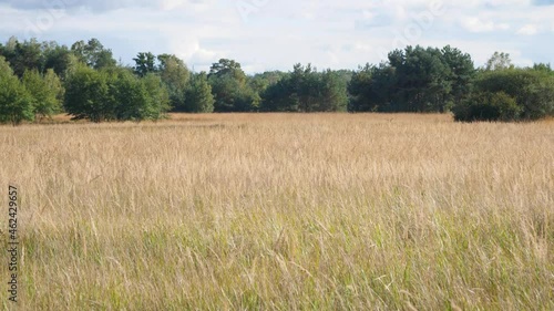 Field during summer with trees in background	