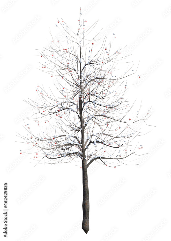 Obraz premium 3D Rendering Rowan Tree on White