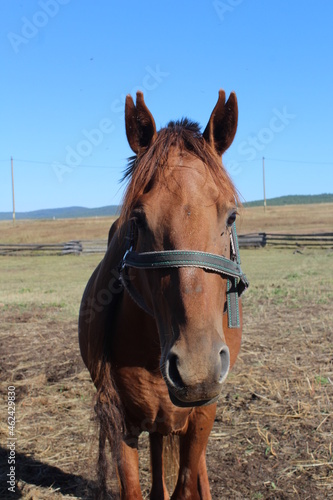 Portrait of shepherd horse with a bridle on a leash