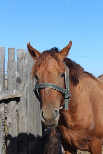 Portrait of shepherd horse with a bridle on a leash