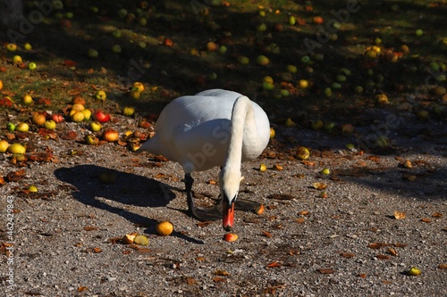 Schwan am Brombachsee