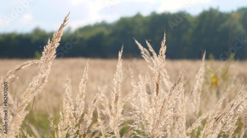 Field during summer, slow motion