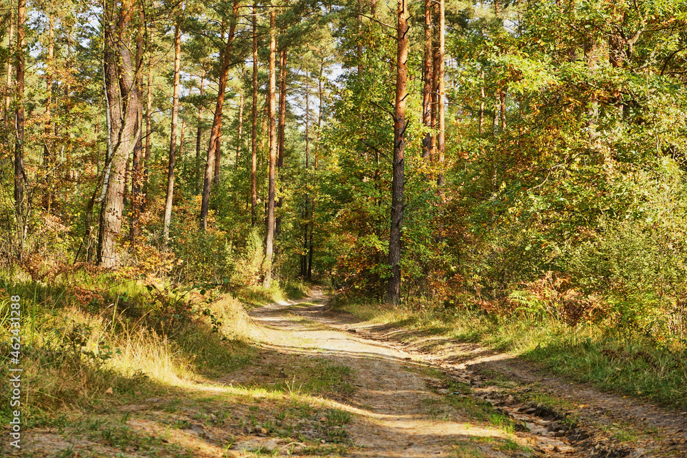 Fototapeta premium forest road, forest path, road, path, forest, trees, autumn