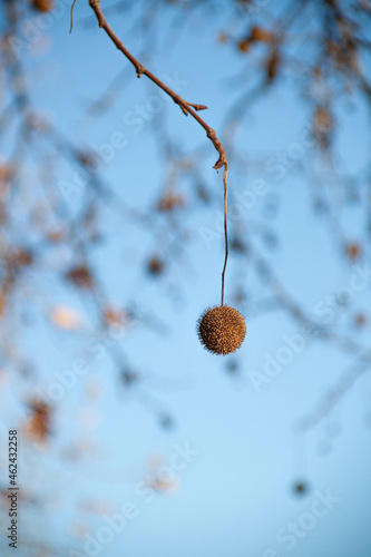 Árbol de invierno con fruto cielo azul 