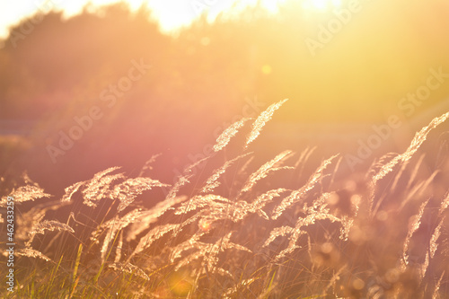 Steppe grass at sunset against a bright sky, background color due to lens flare
