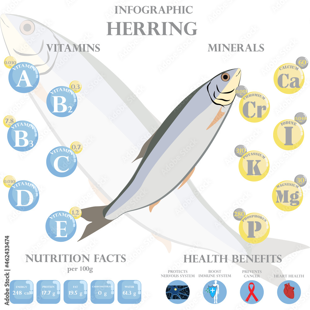 Herring nutrition facts and health benefits infographic Stock