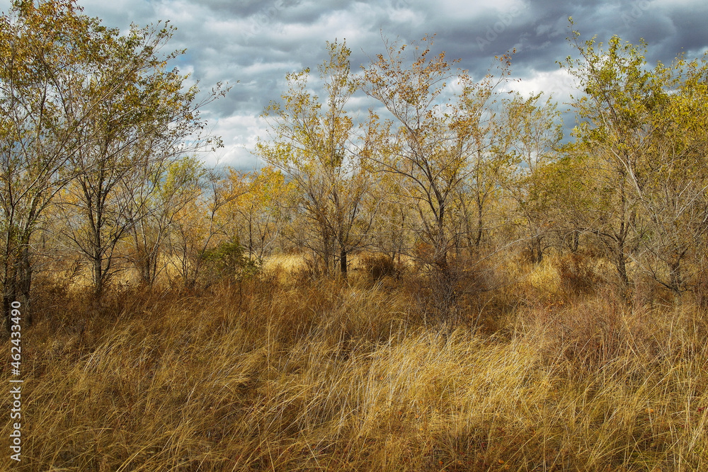 Grunge autumn forest landscape. Forest-Steppe. Beautiful autumn forest. Golden season