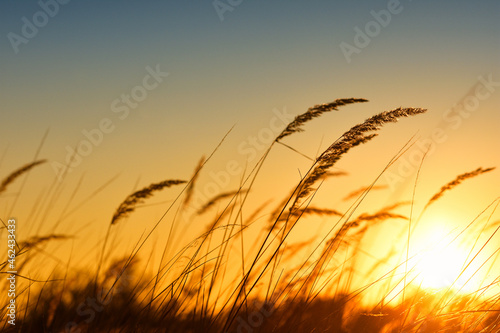 Steppe grass at sunset against a bright sky