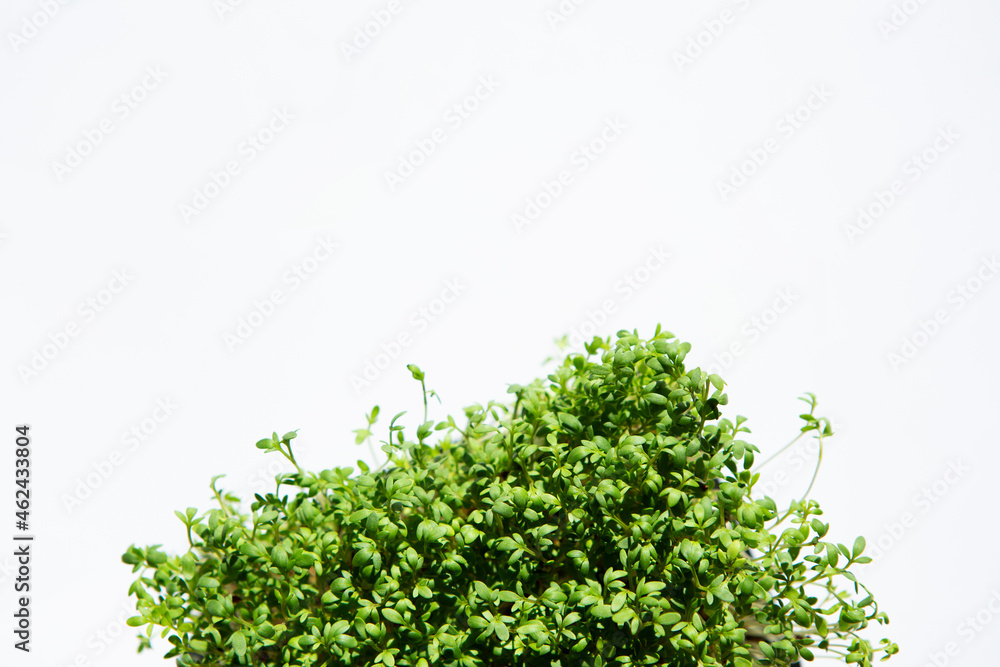 Obraz premium Cress isolated on white background