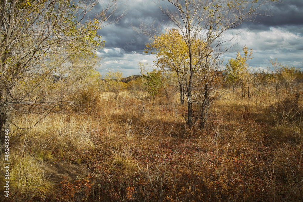 Grunge autumn forest landscape. Forest-Steppe. Beautiful autumn forest. Golden season Grunge autumn forest landscape. Forest-Steppe. Beautiful autumn forest. Golden season