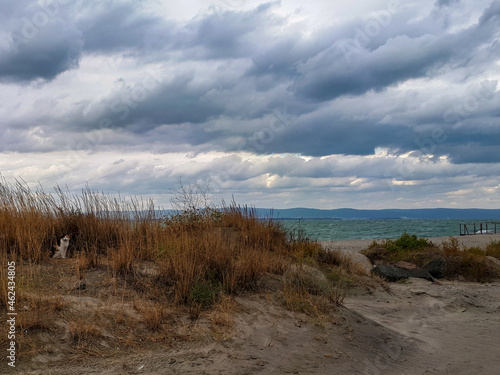 Colorful cat sitting in grass dune on empty beach with clody sky in Pomorie, Burgas Bay, Bulgaria.